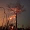 Спaсaтeли ликвидировали пока что 44 лесных пожара в России